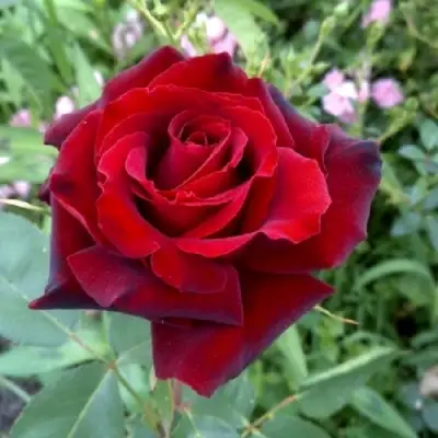 Роза ТАБУ чайно-гибридная в Горках