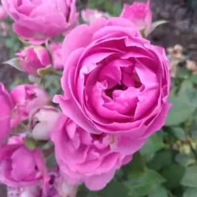 Роза МИСТИ БАБЛС спрей в Горках