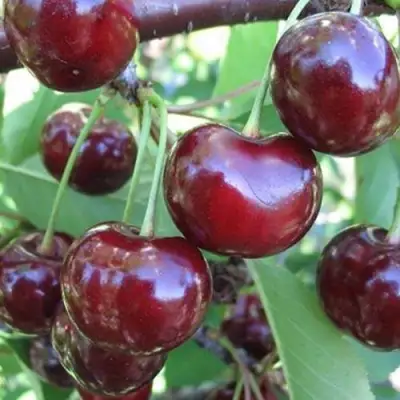 Вишня ЖАДАНА в Горках