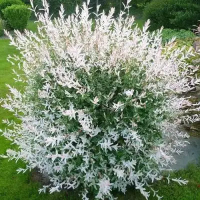 Ива ХАКУРО НИШИКИ в Горках