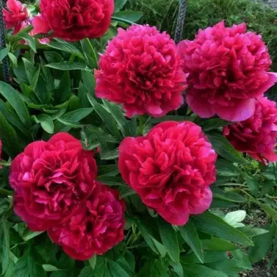 Пион БЕЛГРАВИЯ травянистый в Горках