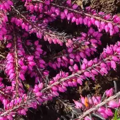 ЭРИКА "АЛЬПИЙСКИЙ ВЕРЕСК" (зимующая) сорт АТРОРУБРА в Горках