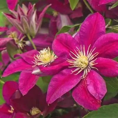 Клематис ЭРНЕСТ МАРКХАМ в Горках