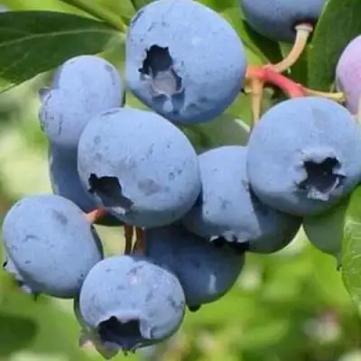Голубика ДАРРОУ в Горках