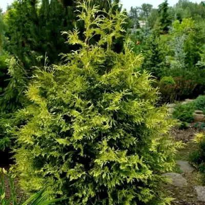 Туя ЗЕБРИНА ЭКСТРА ГОЛД складчатая в Горках