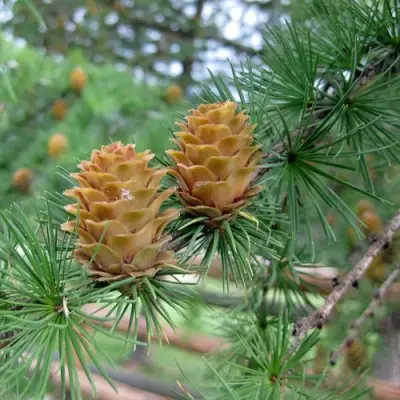 Лиственница КЕМПФЕРА в Горках