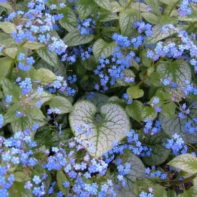 Бруннера ДЖЭК ФРОСТ в Горках