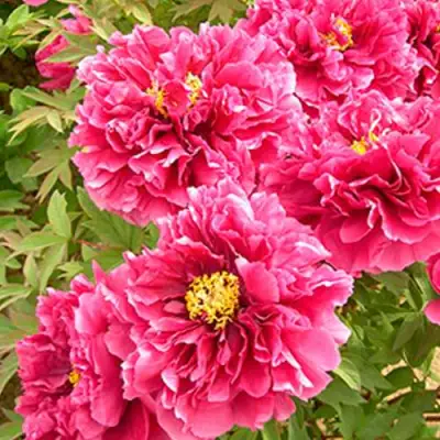 Пион ВОСХОД СОЛНЦА древовидный в Горках