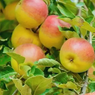 Яблоня ПАМЯТЬ БЛЫНСКОГО колонновидная в Горках