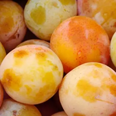 Слива ЯХОНТОВАЯ в Горках