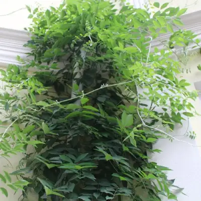 Глициния макростахия БЛЮ МУН в Горках