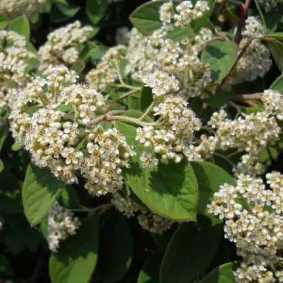 Кизильник пузырчатый в Горках