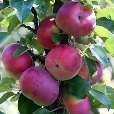 Яблоня ЕСЕНИЯ колонновидная в Горках