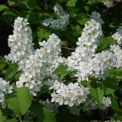 Черемуха ПАМЯТИ САЛАМАТОВА в Горках