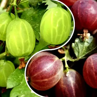 Комплект СКАЗКА в Горках