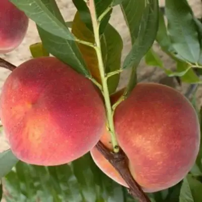 Персик ЮБИЛЕЙ СТОЛИЦЫ колонновидный в Горках