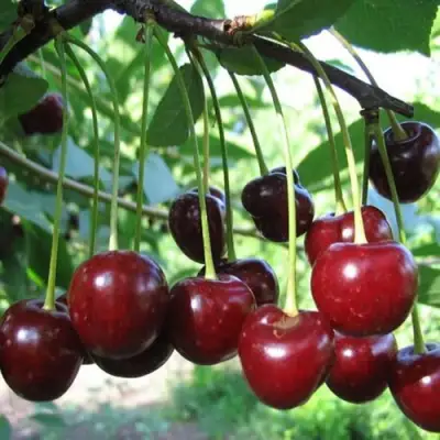 Вишня БЫСТРИНКА в Горках