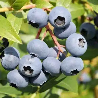 Голубика КРОЭТЭН в Горках