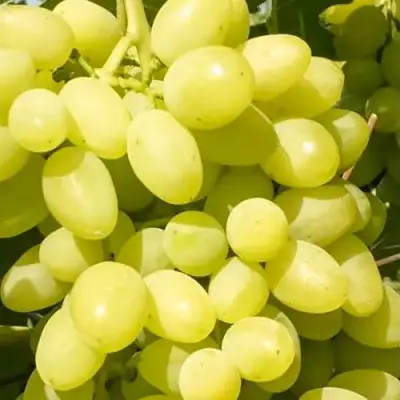 Виноград ДОЛГОЖДАННЫЙ в Горках