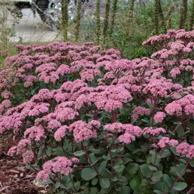 Очиток (седум) МАТРОНА в Горках