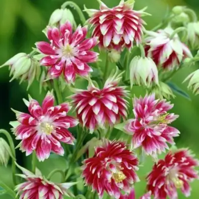 Аквилегия БАРЛОУ НОРА гибрид МакКаны в Горках