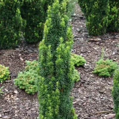 Тис ВОЙТЕК средний  в Горках