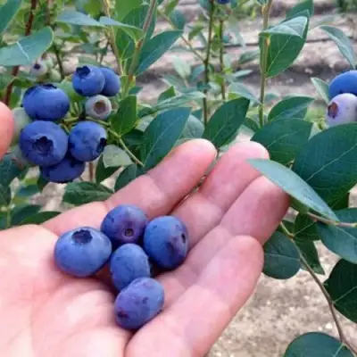 Голубика НОРТ КАНТРИ в Горках