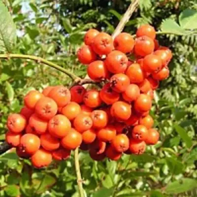 Рябина КОНЦЕНТРА сладкоплодная в Горках