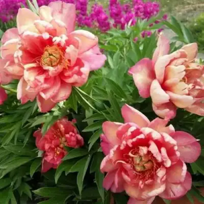 Пион ДЖУЛИЯ РОУЗ ито-гибрид в Горках