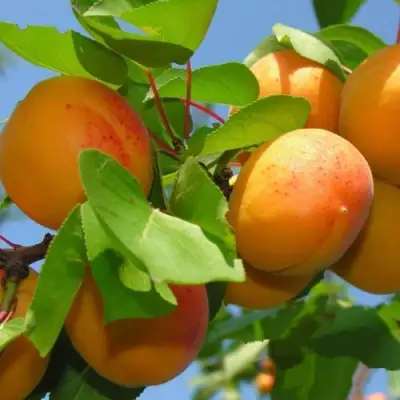 Абрикос КИЕВСКИЙ РАННИЙ в Горках