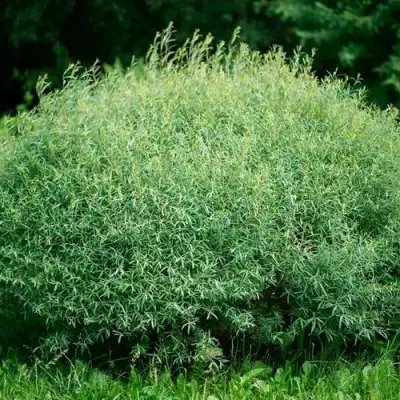 Ива НАНА пурпурная в Горках