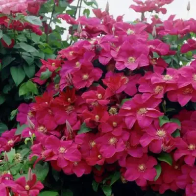 Клематис РУЖ КАРДИНАЛ в Горках