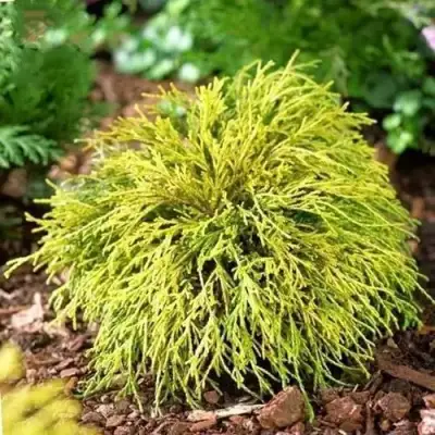 Кипарисовик ВАВЕЛ горохоплодный в Горках