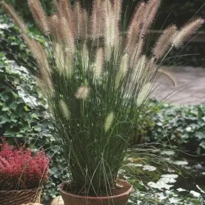 Пеннисетум ХАМЕЛН в Горках