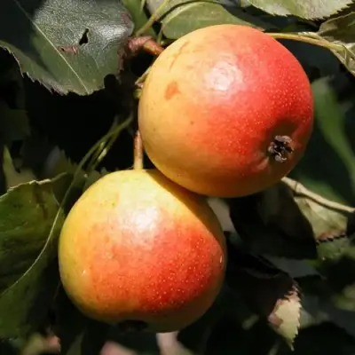 Груша АЛЁНУШКА в Горках