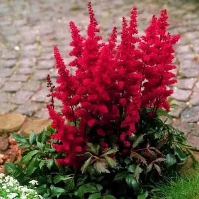 Астильба ГЛАТ Арендса в Горках