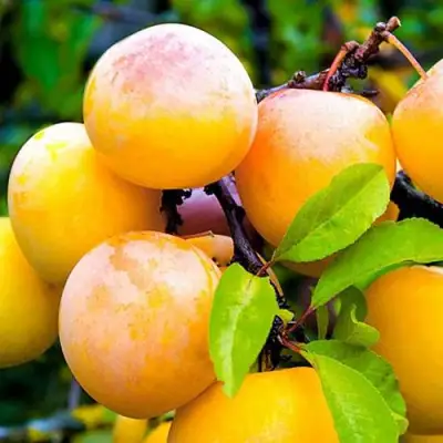 Слива МИНСКАЯ в Горках