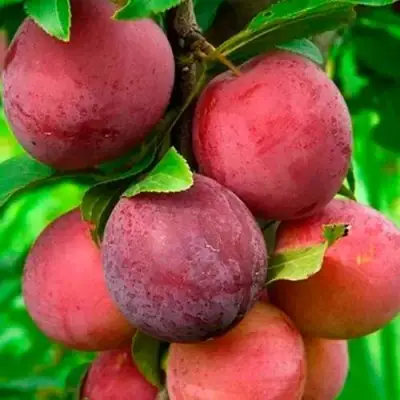 Слива КЛЕОПАТРА в Горках