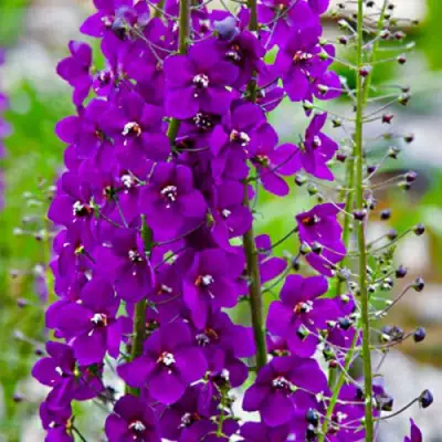 Коровяк ВИОЛЕТТА (вербаскум) в Горках