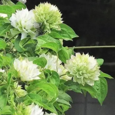 Клематис КОХАНА в Горках