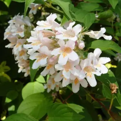 Кольквиция прелестная в Горках