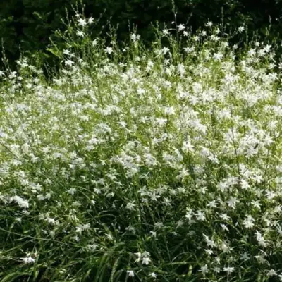 Венечник ветвистый в Горках