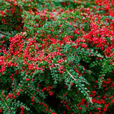 Кизильник горизонтальный в Горках