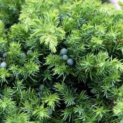 Можжевельник ШЛЯГЕР прибрежный в Горках