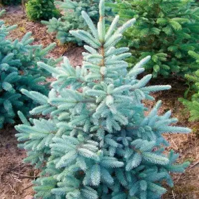 Ель КЕЙБАБ колючая в Горках