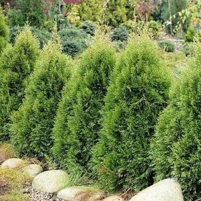 Туя СМАРАГД ВИТБОНТ западная в Горках