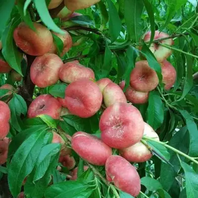 Нектарин КОНЦЕТТИНА в Горках