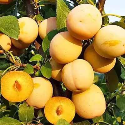 Слива РЕНКЛОД ранний в Горках