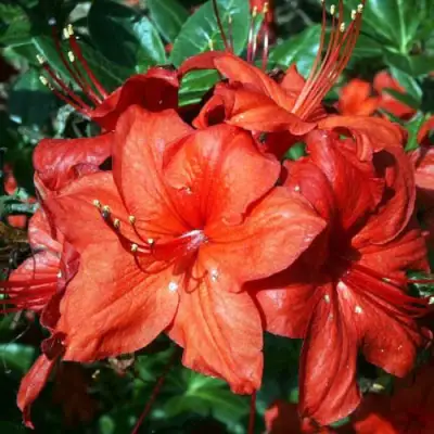 Азалия ДОЛОРОСО листопадная в Горках