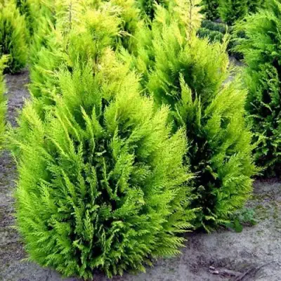 Кипарисовик ИВОНЕ лавсана в Горках